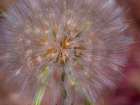 USA-Washington State-Eastern Washington fluffy seed head of Salsify dandelion Art Print